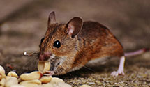 24 Hour & Emergency Exterminators in Alafaya, FL